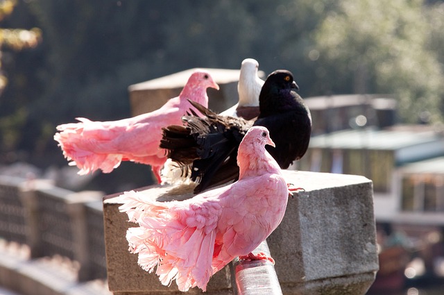 进攻效率 进攻效率